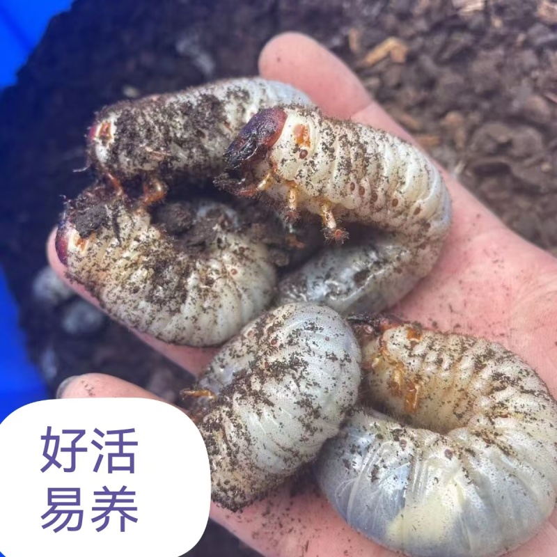 独角仙幼虫L3活的独角仙幼虫成虫甲虫宠物易养