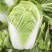 黄心白菜7斤以上毛菜，黄心，无苔，无烧心，全国代发