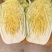 黄心白菜7斤以上毛菜，黄心，无苔，无烧心，全国代发