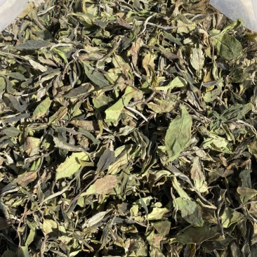 25年春茶好货白茶茶农便宜出售啦普洱茶白茶云南临沧香气足