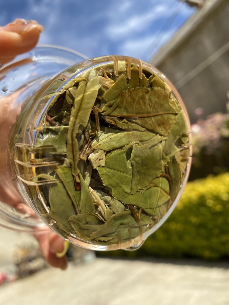 25年春茶好货白茶茶农便宜出售啦普洱茶白茶云南临沧香气足