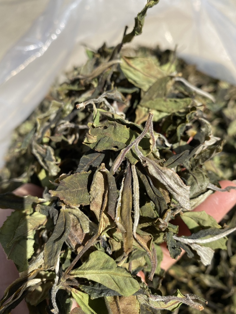 25年春茶好货白茶茶农便宜出售啦普洱茶白茶云南临沧香气足