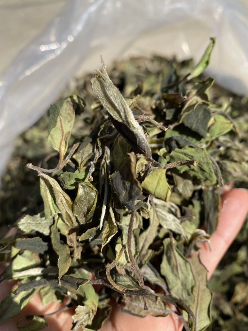 25年春茶好货白茶茶农便宜出售啦普洱茶白茶云南临沧香气足