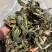 25年春茶好货白茶茶农便宜出售啦普洱茶白茶云南临沧香气足