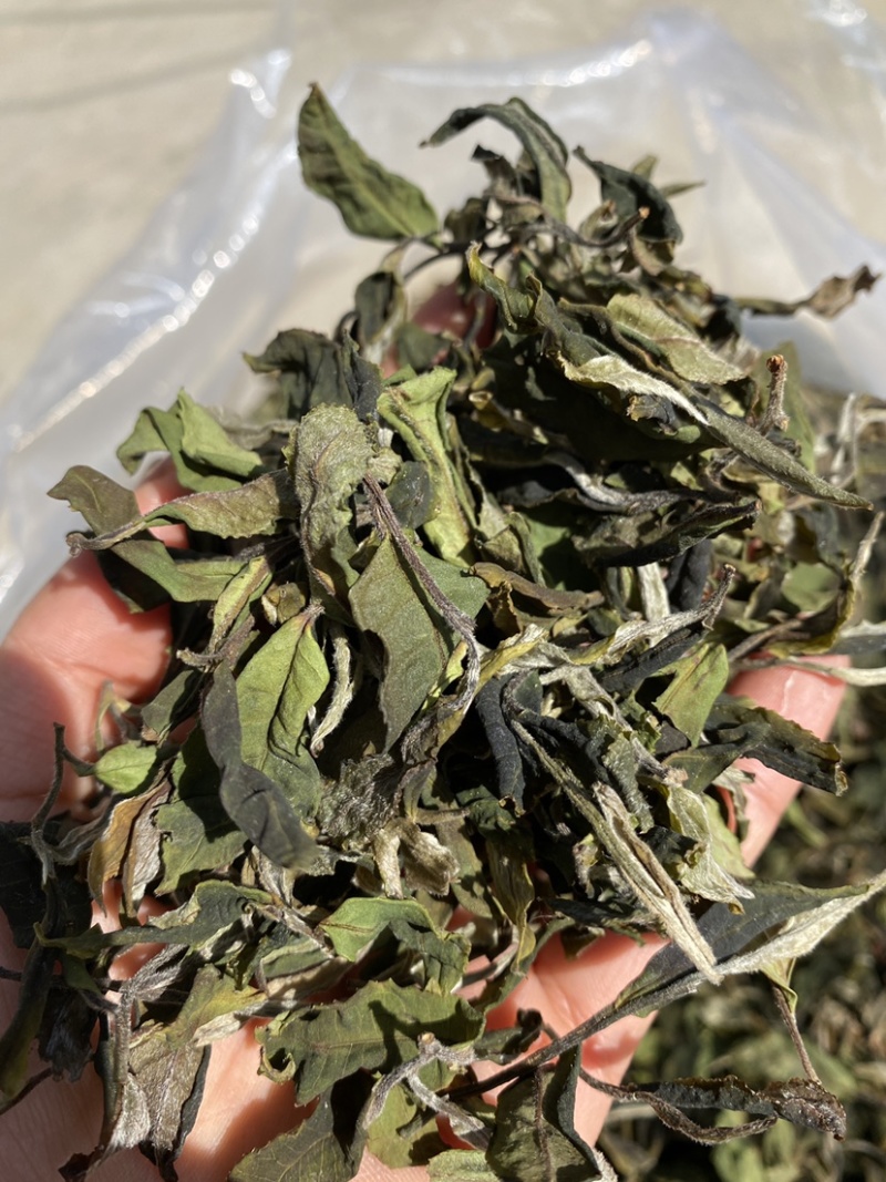 25年春茶好货白茶茶农便宜出售啦普洱茶白茶云南临沧香气足