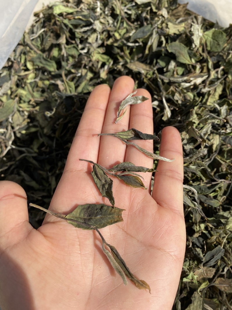 25年春茶好货白茶茶农便宜出售啦普洱茶白茶云南临沧香气足