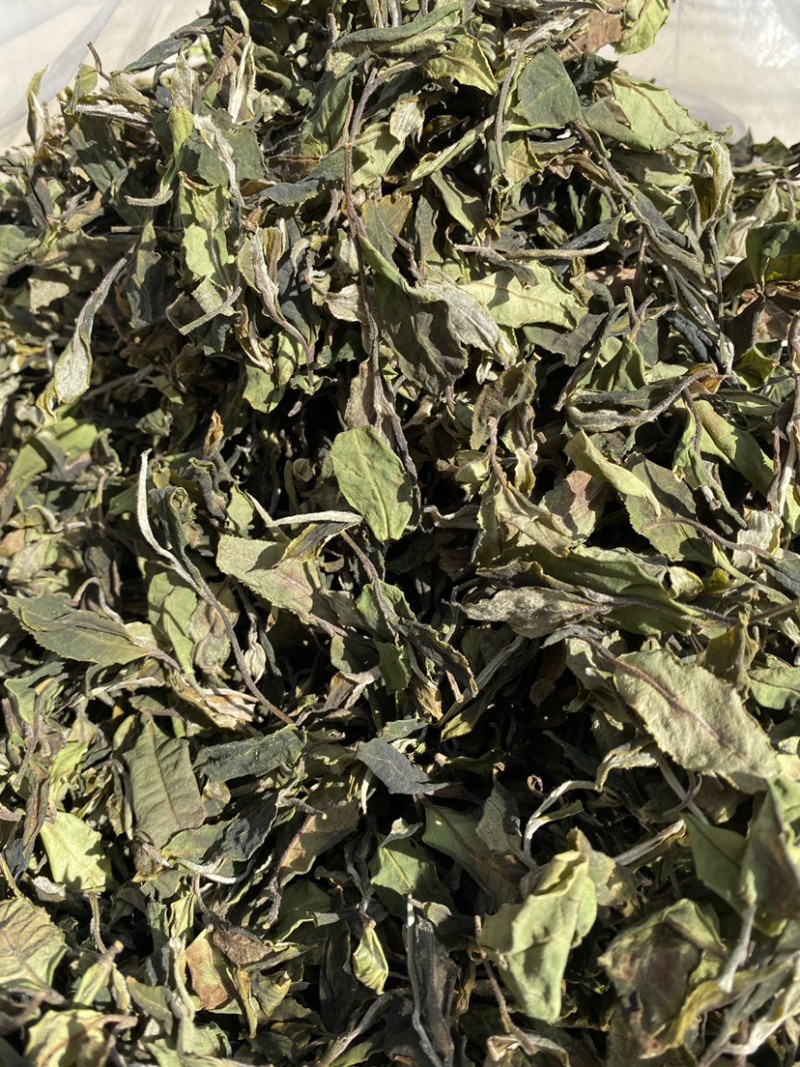 25年春茶好货白茶茶农便宜出售啦普洱茶白茶云南临沧香气足