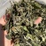 25年春茶好货白茶茶农便宜出售啦普洱茶白茶云南临沧香气足