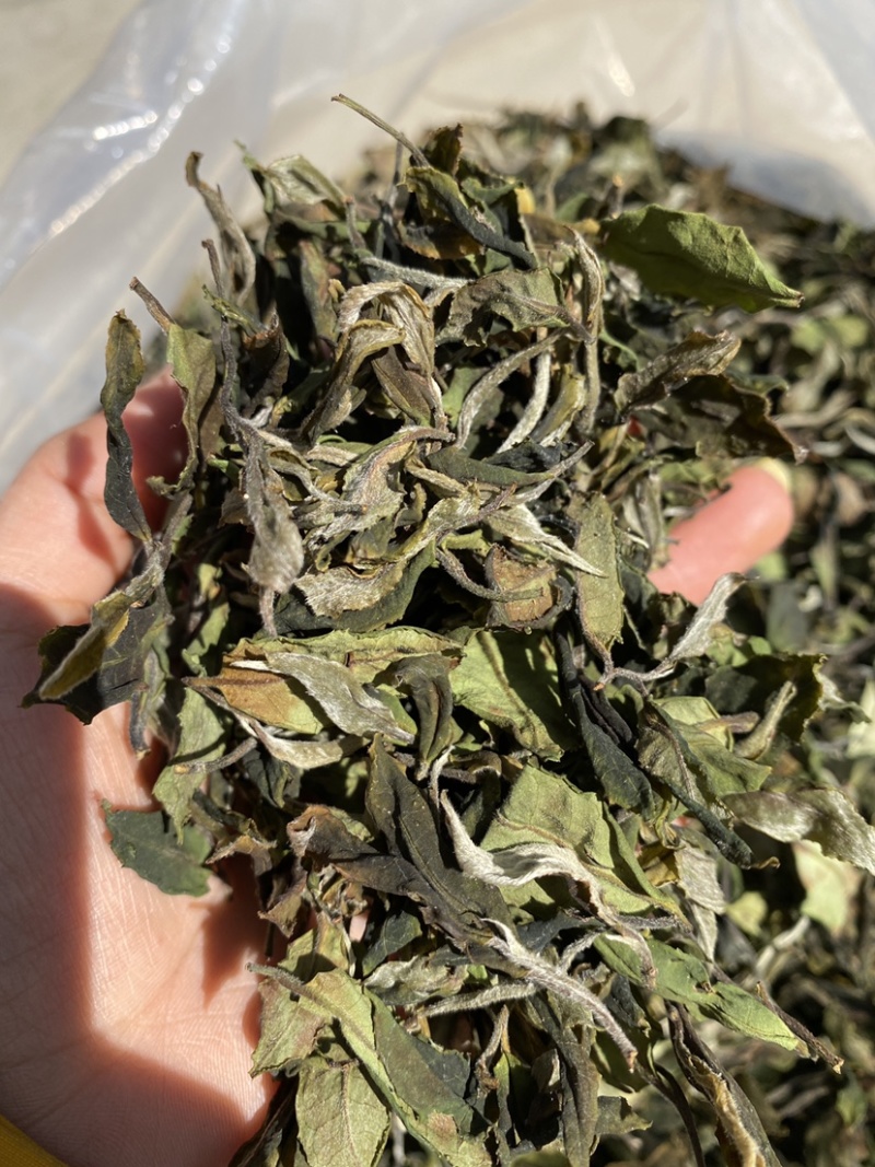 25年春茶好货白茶茶农便宜出售啦普洱茶白茶云南临沧香气足