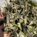 25年春茶好货白茶茶农便宜出售啦普洱茶白茶云南临沧香气足