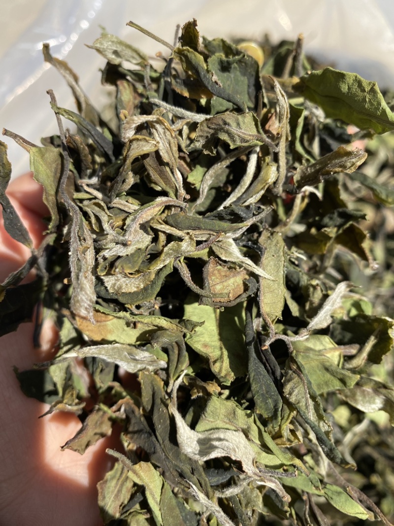 25年春茶好货白茶茶农便宜出售啦普洱茶白茶云南临沧香气足