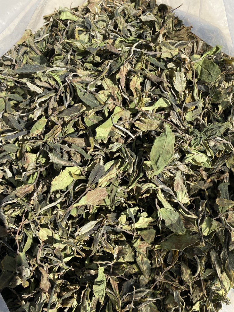 25年春茶好货白茶茶农便宜出售啦普洱茶白茶云南临沧香气足
