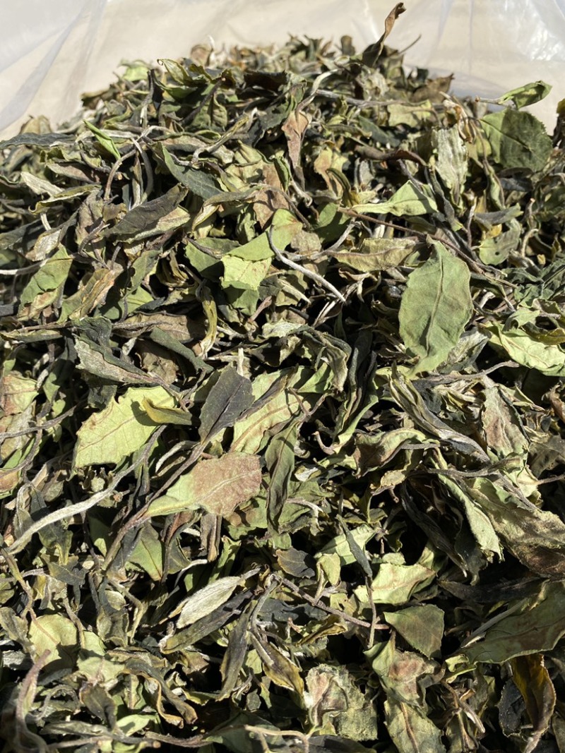 25年春茶好货白茶茶农便宜出售啦普洱茶白茶云南临沧香气足
