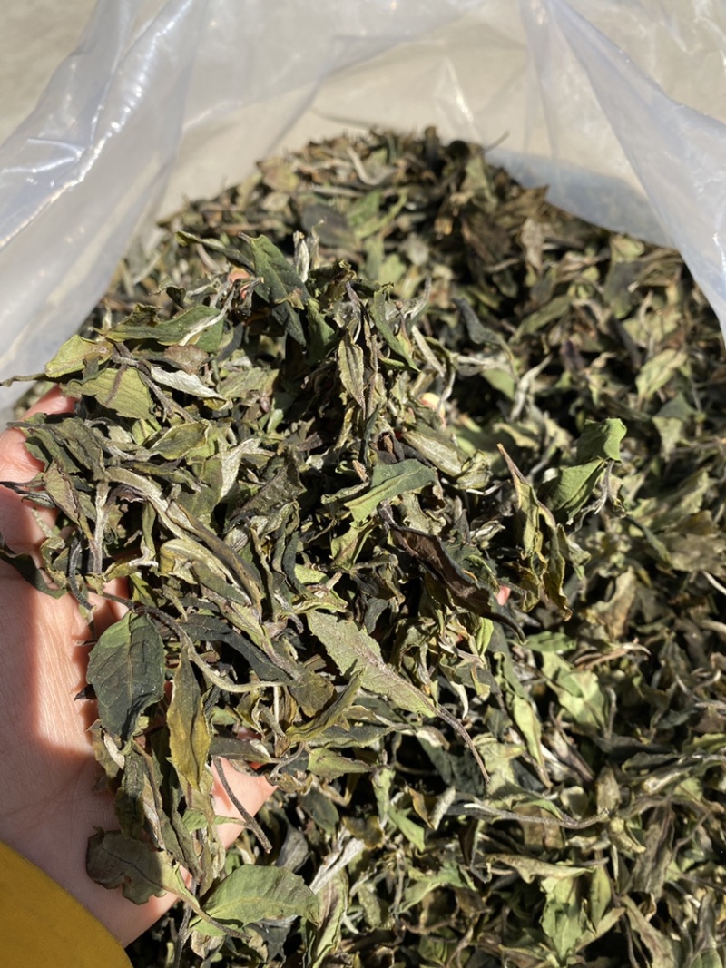 25年春茶好货白茶茶农便宜出售啦普洱茶白茶云南临沧香气足