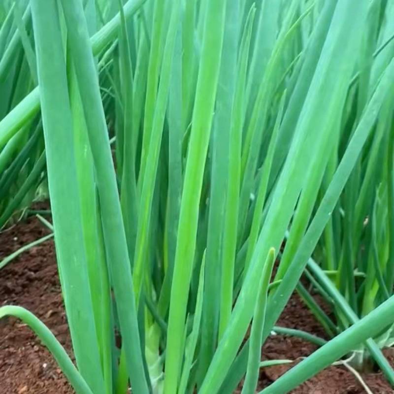 大量葱批发