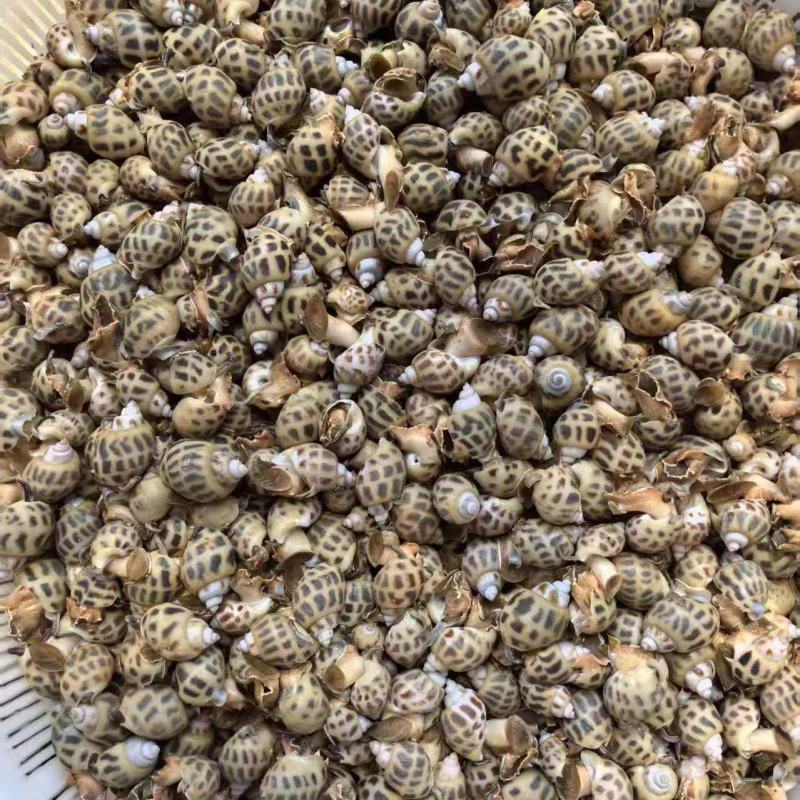 东风螺，新鲜上市，品质保证，量大从优，欢迎咨询