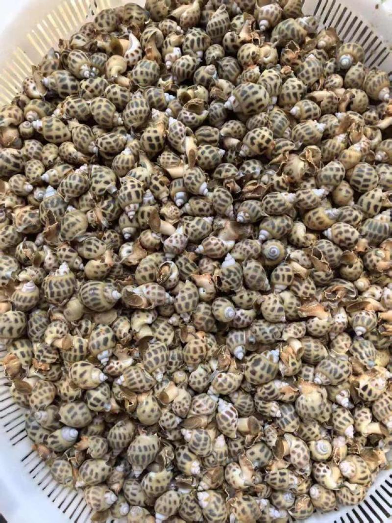 东风螺，新鲜上市，品质保证，量大从优，欢迎咨询