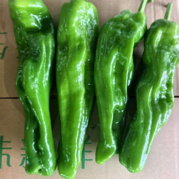芜湖椒，螺丝椒，黄皮椒，泡椒等各种辣椒直供产地，保质保量