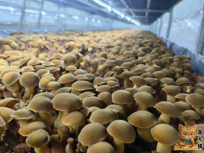 （见手青）人工培育黄牛肝菌菌棒菌包出菇包
