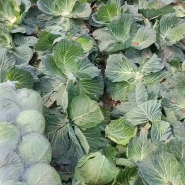 大量供应甘蓝菜，有需要的老板可以通过一亩田联系我。