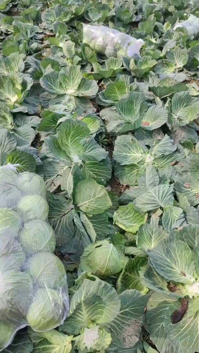 大量供应甘蓝菜，有需要的老板可以通过一亩田联系我。