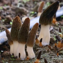 羊肚菌，基地直发，大量有货，欢迎各位老板咨询采购