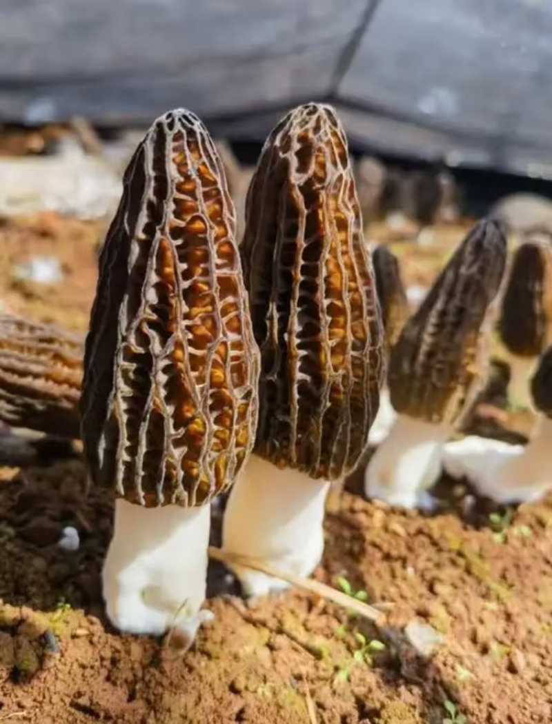 羊肚菌，基地直发，大量有货，欢迎各位老板咨询采购