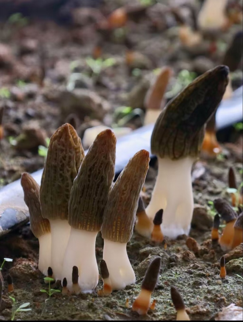 羊肚菌，基地直发，大量有货，欢迎各位老板咨询采购