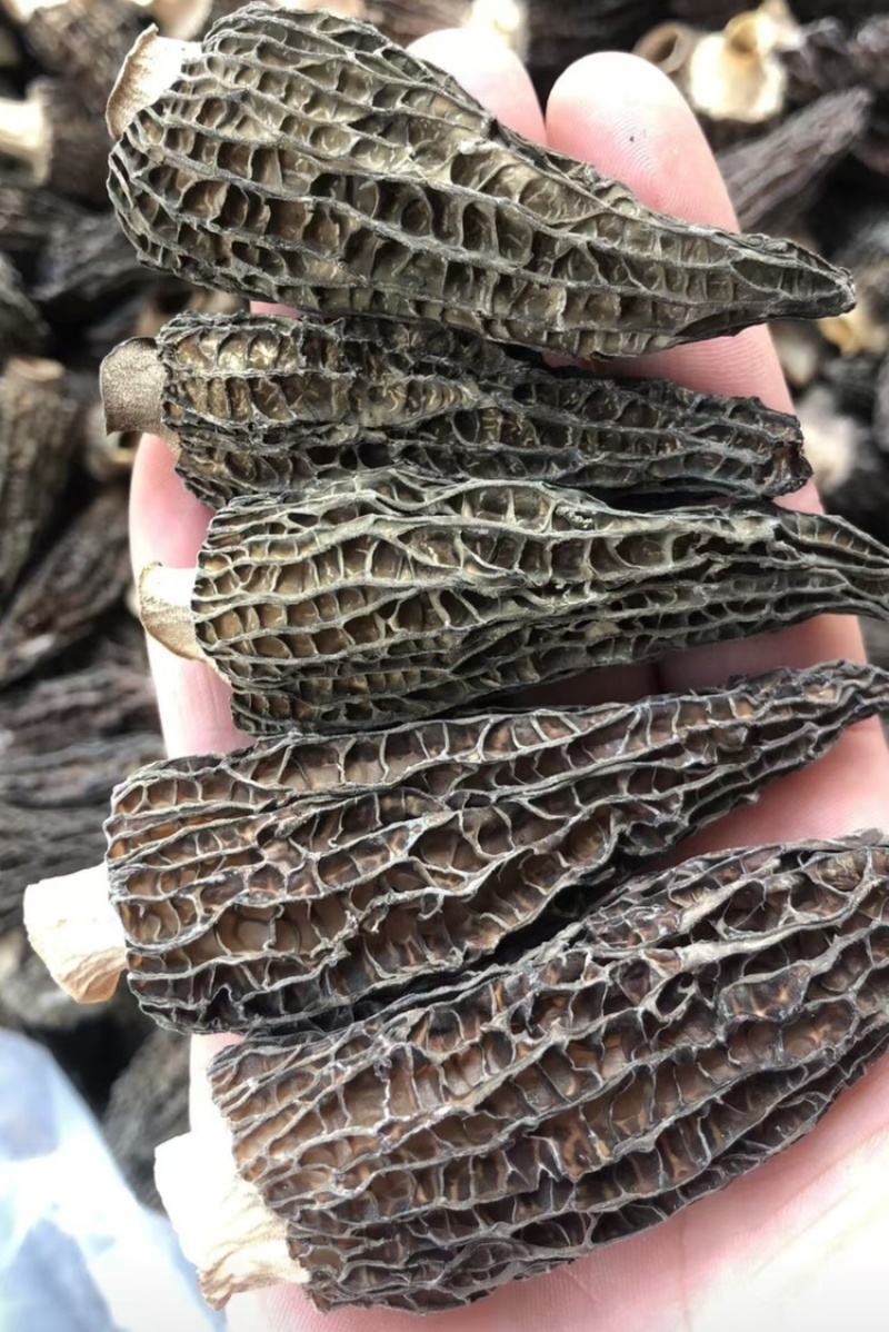 羊肚菌，基地直发，大量有货，欢迎各位老板咨询采购
