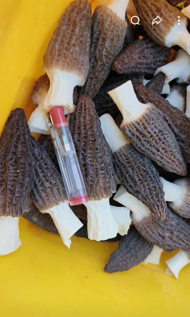 羊肚菌，基地直发，大量有货，欢迎各位老板咨询采购