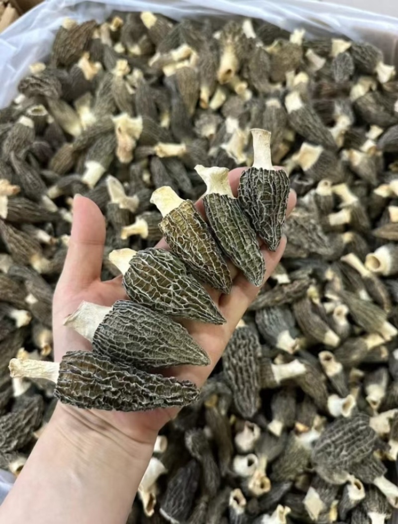 羊肚菌，基地直发，大量有货，欢迎各位老板咨询采购