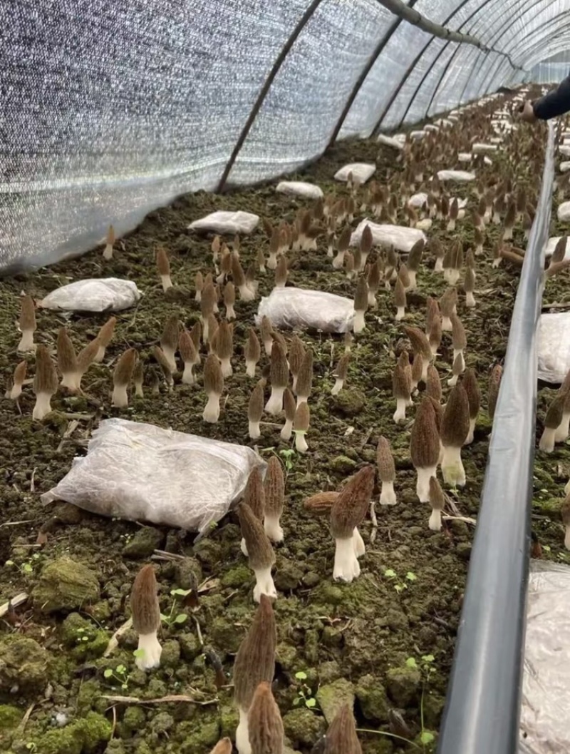 羊肚菌，基地直发，大量有货，欢迎各位老板咨询采购