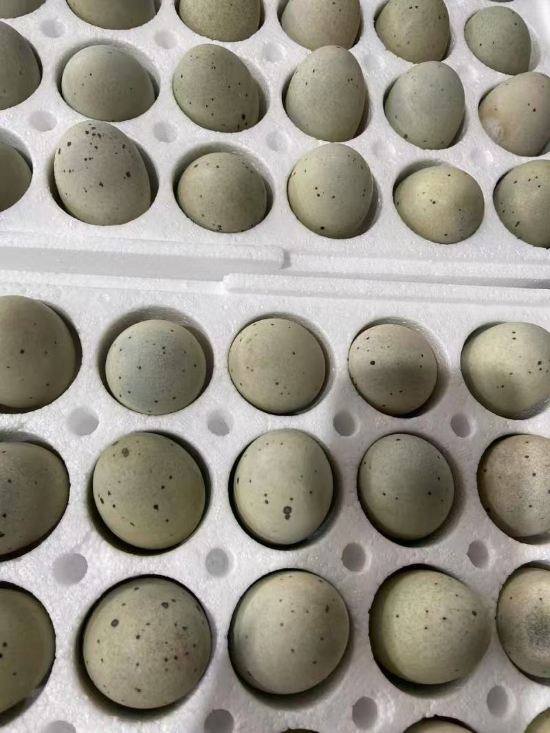 江西礼品级无铅松花蛋工厂直发欢迎新老朋友前来选购