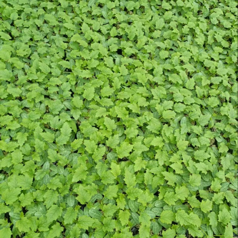丝瓜苗，基地直发，大量有货，可视频看货，欢迎咨询采购