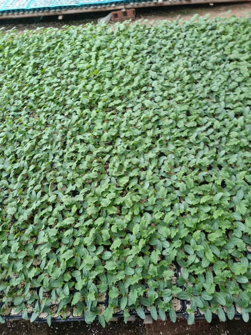 丝瓜苗，基地直发，大量有货，可视频看货，欢迎咨询采购