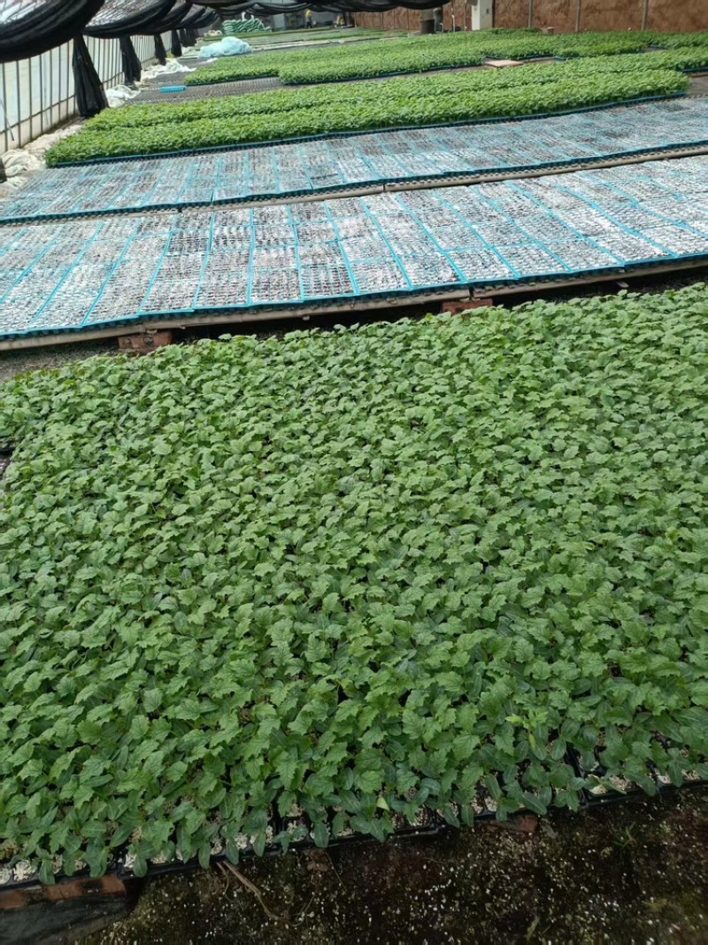丝瓜苗，基地直发，大量有货，可视频看货，欢迎咨询采购