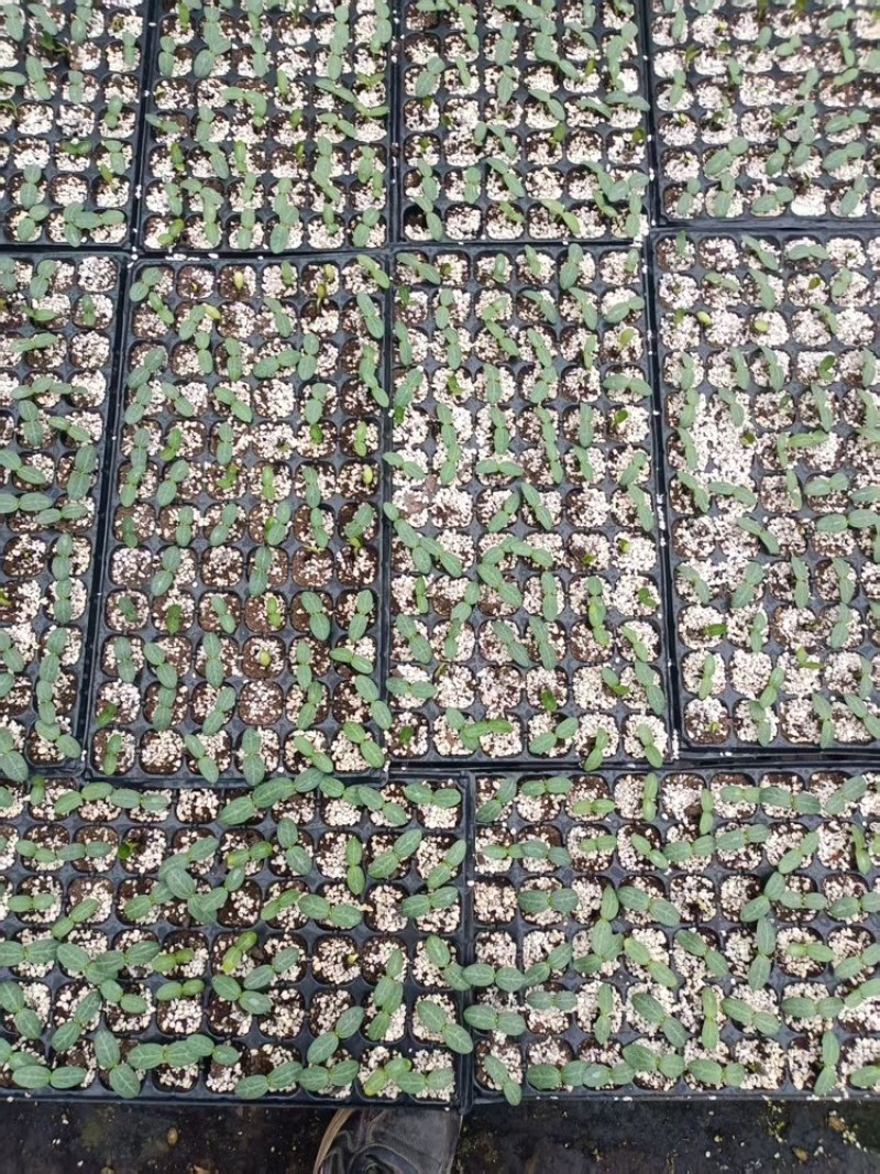 丝瓜苗，基地直发，大量有货，可视频看货，欢迎咨询采购