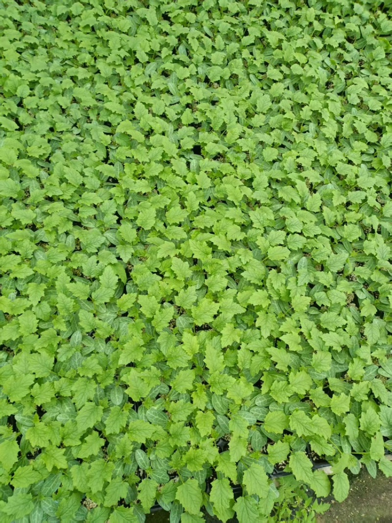 丝瓜苗，基地直发，大量有货，可视频看货，欢迎咨询采购