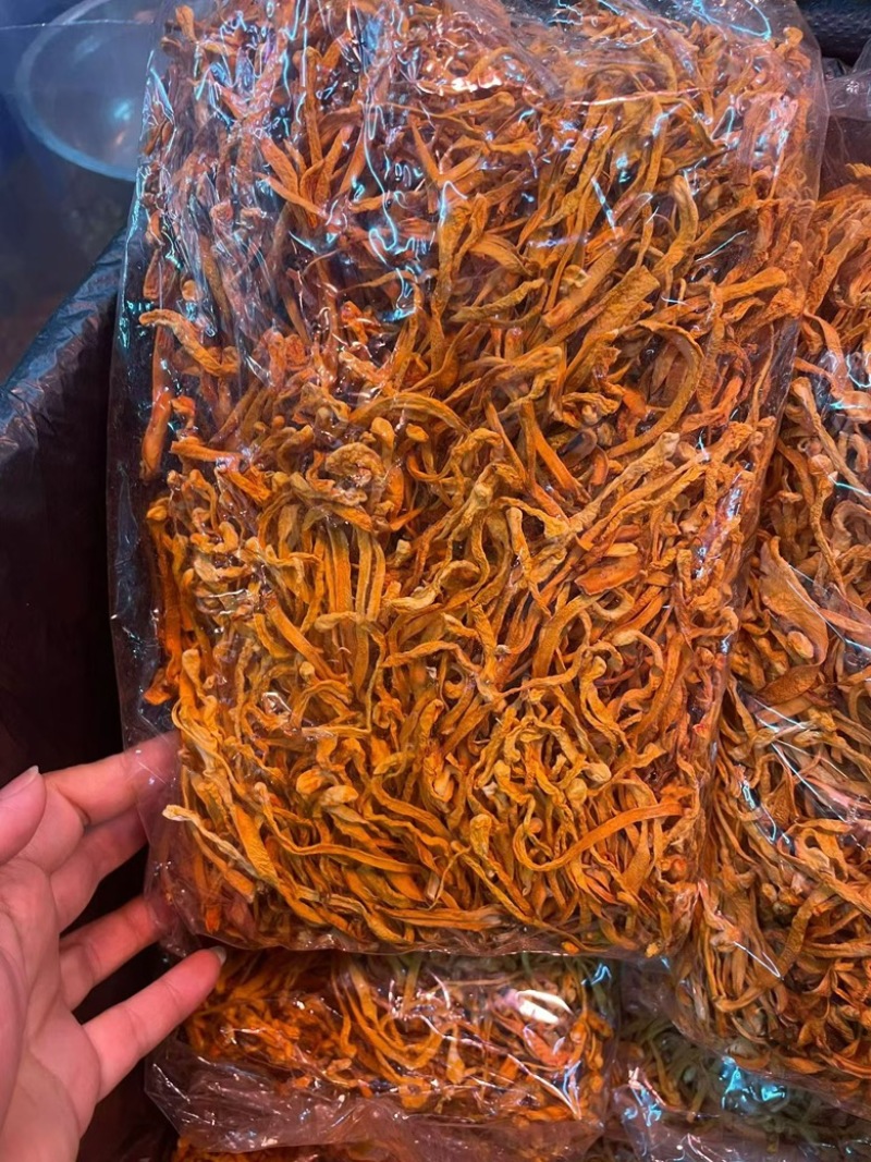 虫草花产地直