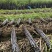 广西阳朔甘蔗黑皮甘蔗整车批发基地直供货源足实力代发全国