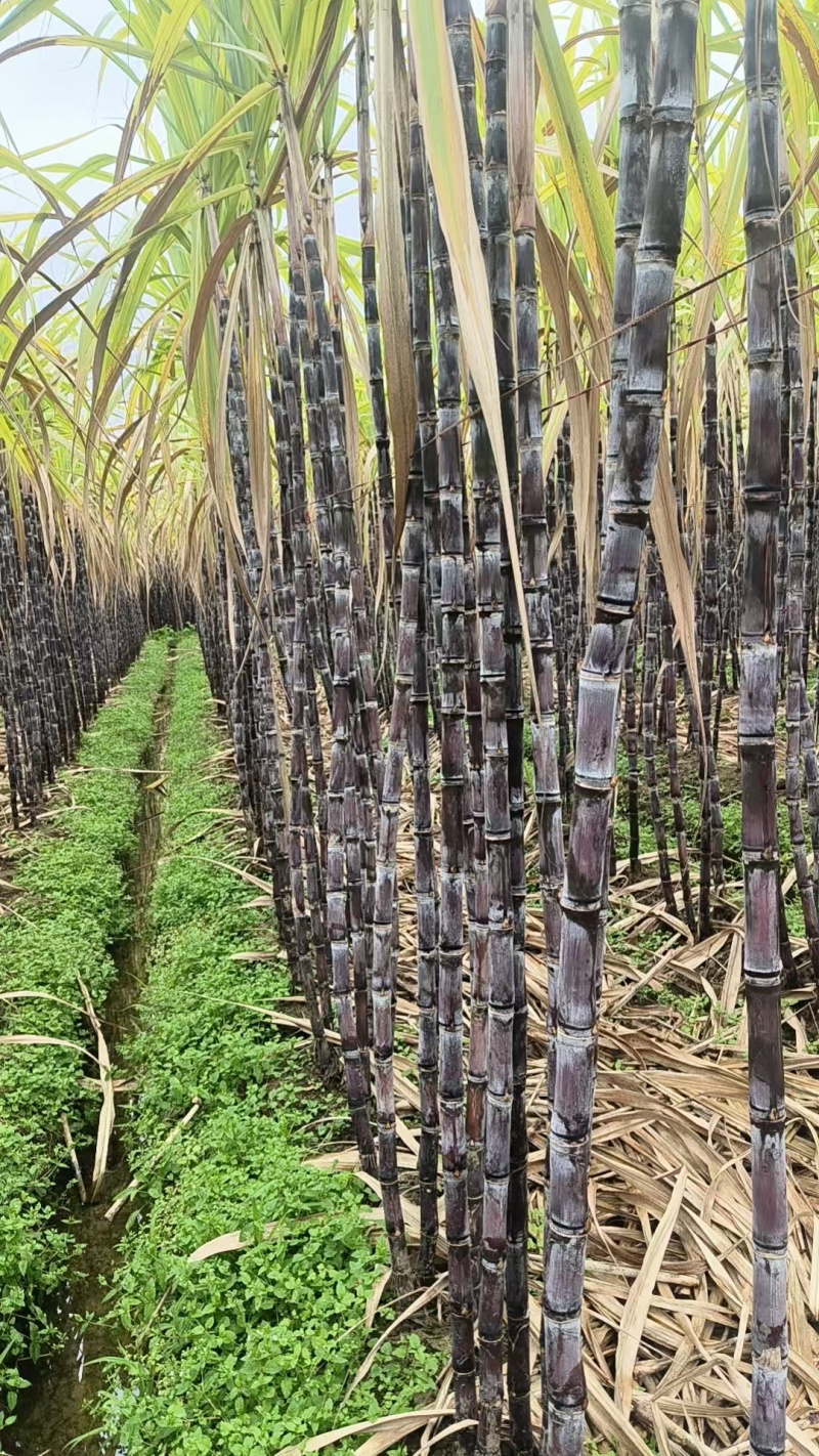 广西阳朔甘蔗黑皮甘蔗整车批发基地直供货源足实力代发全国