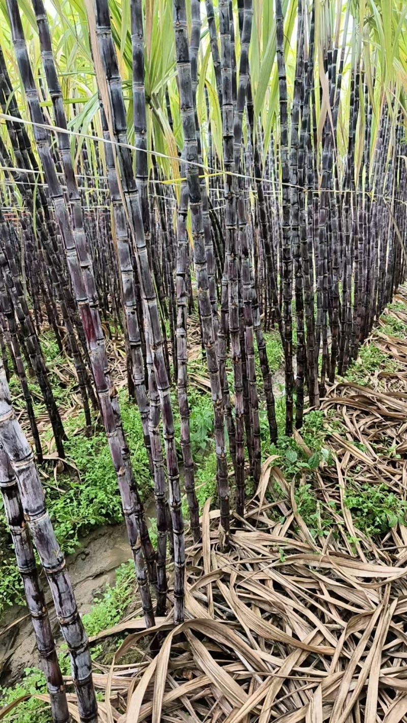 广西阳朔甘蔗黑皮甘蔗整车批发基地直供货源足实力代发全国
