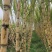 推荐广西阳朔黄皮甘蔗黄金甘蔗整车批发货源足实力代发全国