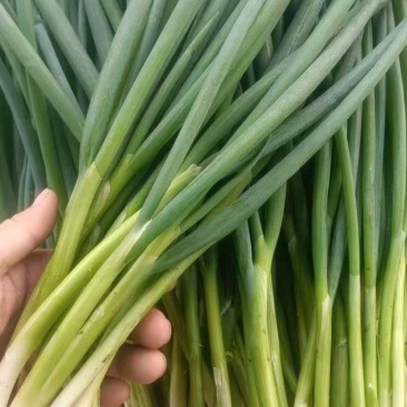 大葱分葱大量上市，产地直发诚信实力代办，可视频看货