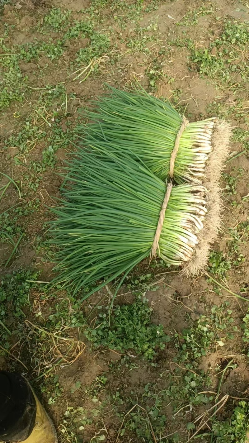 大葱分葱大量上市，产地直发诚信实力代办，可视频看货