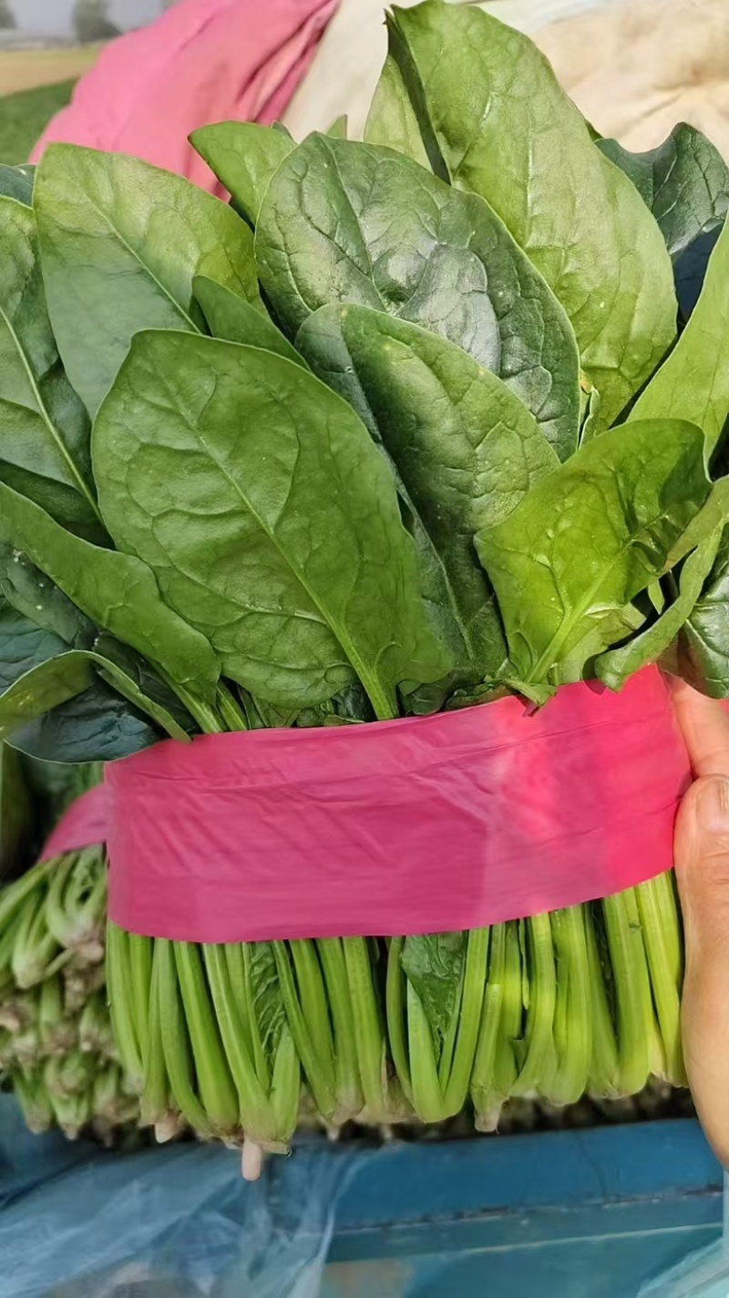 菠菜大量有货。质量保证。