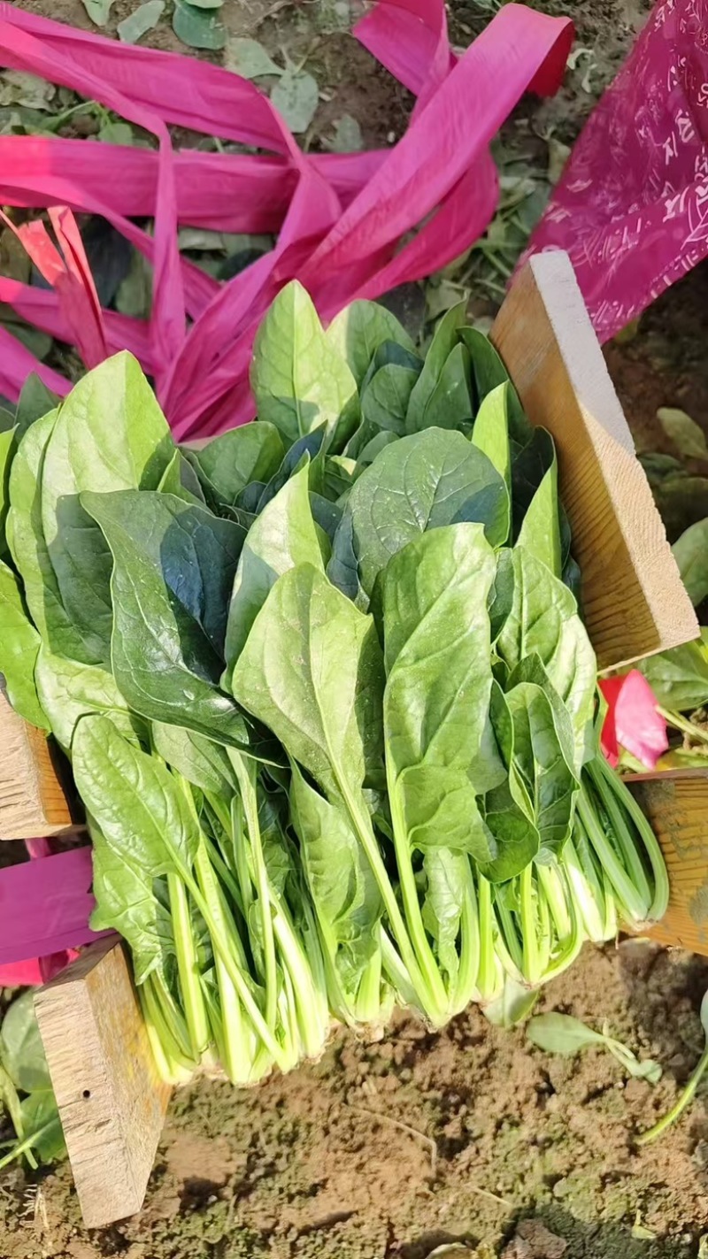 菠菜大量有货。质量保证。