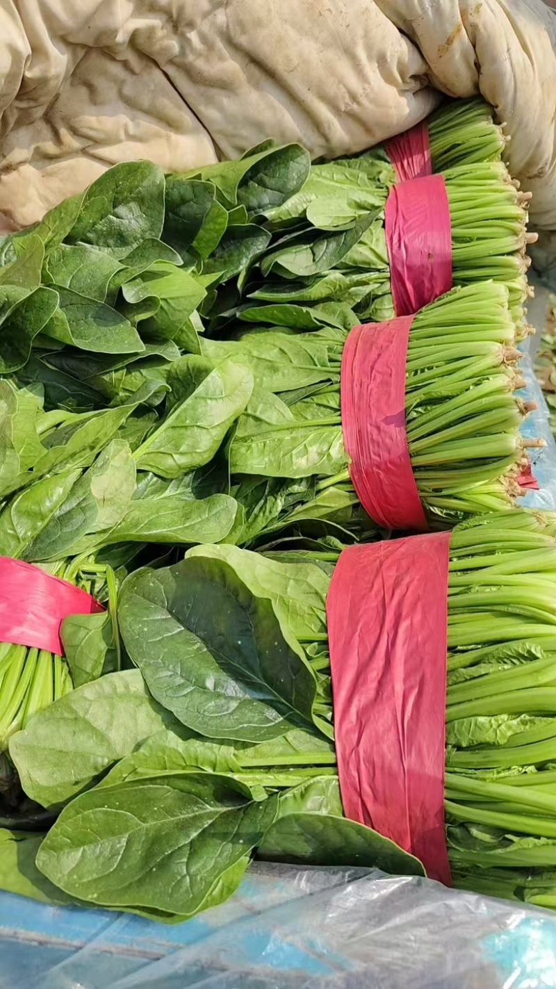菠菜大量有货。质量保证。