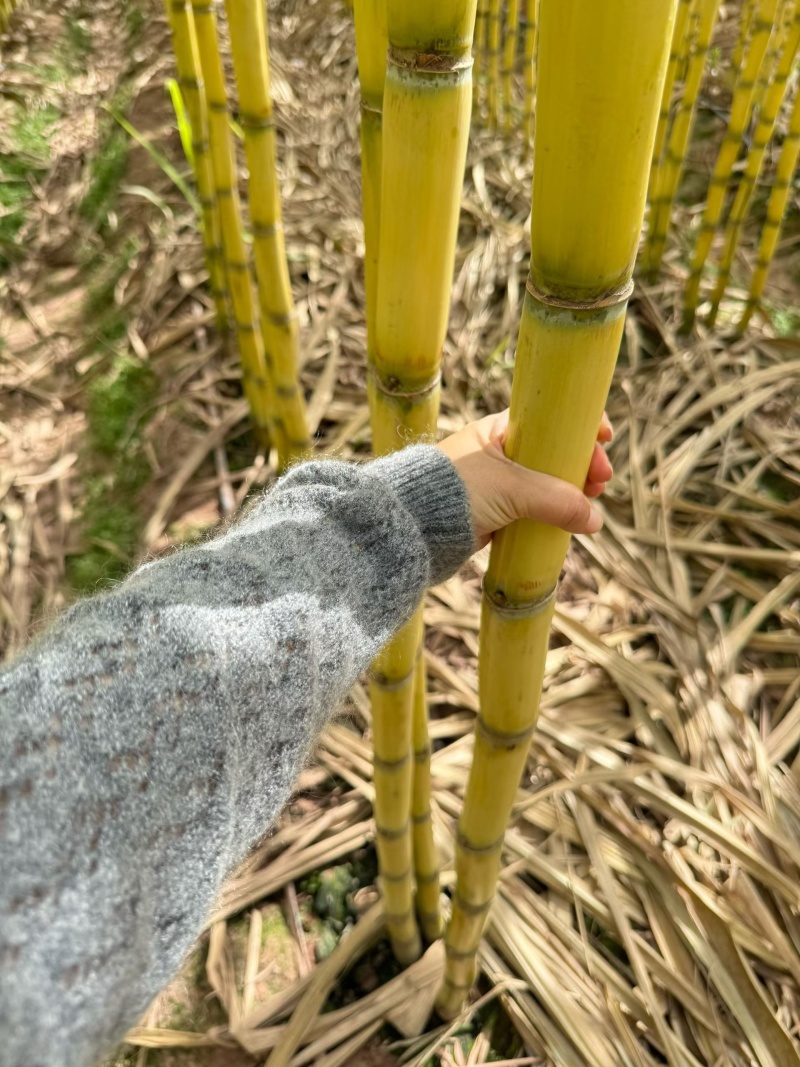 云南普洱景东黄金甘蔗大条年货整车发货全国各地