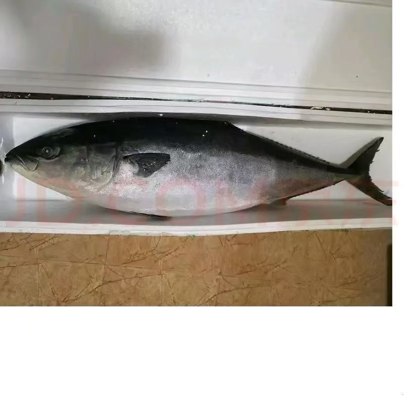 深海大鲅鱼，营养丰富，肉质鲜美。走亲访友首先。
